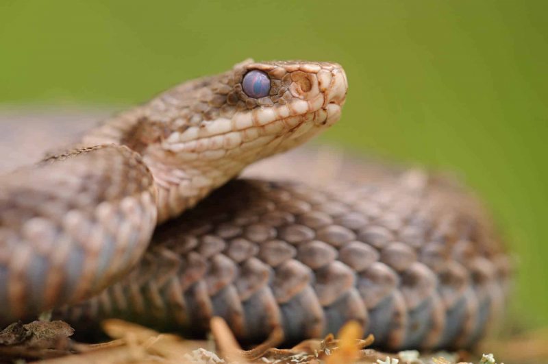 Kreuzotter (Vipera berus)