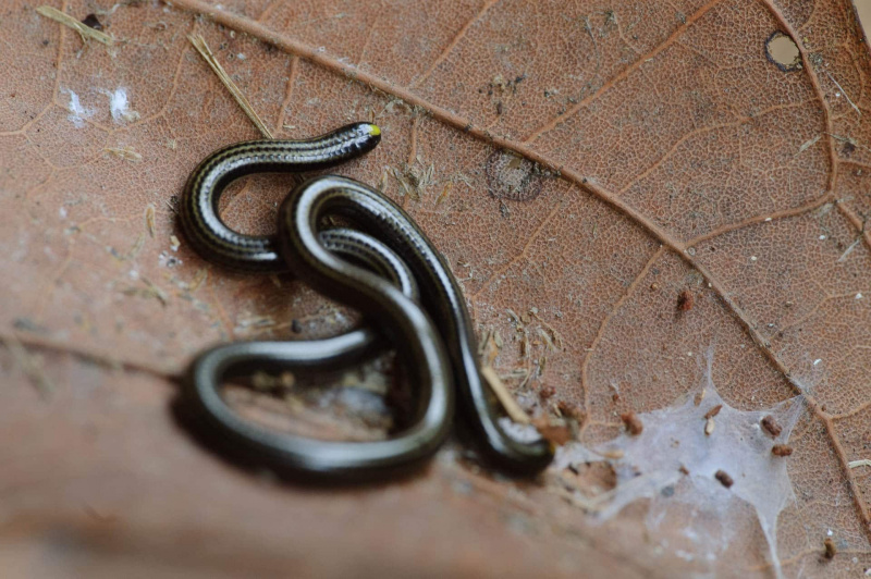 Wurmschlange (Leptotyphlops goudotii)