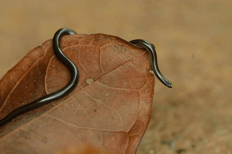 Wurmschlange (Leptotyphlops goudotii)