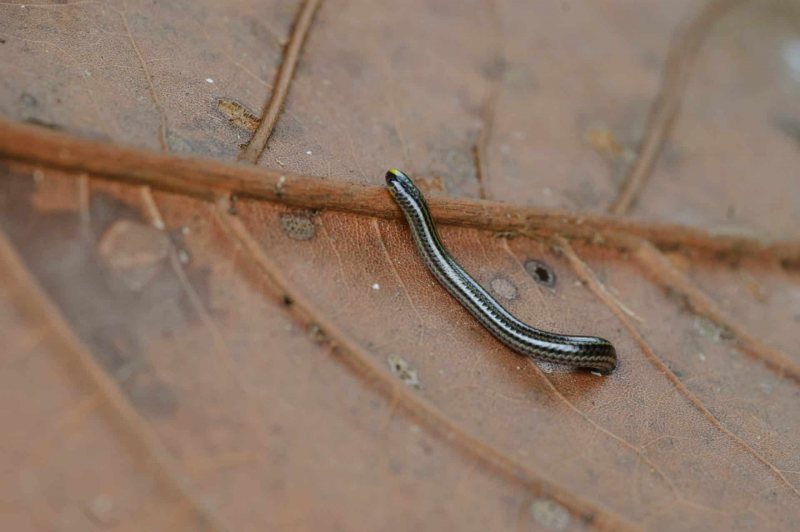Wurmschlange (Leptotyphlops goudotii)