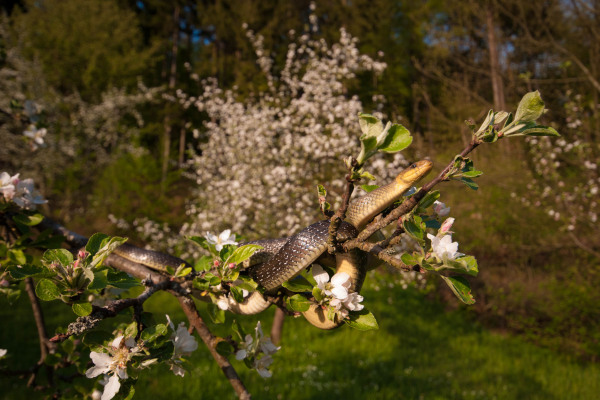 Äskulapnatter schlängelt sich durch blühenden Obstbaum in natürlicher Umgebung.