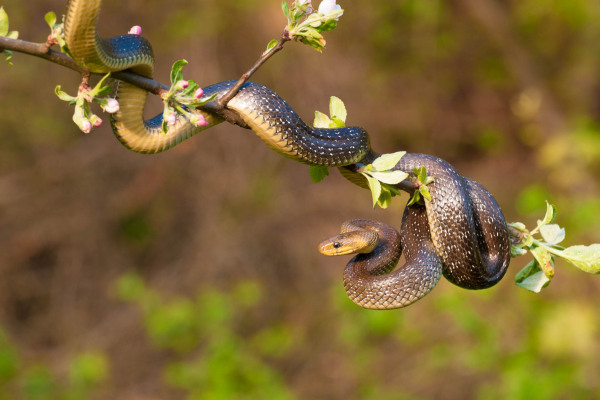 Äskulapnatter windet sich durch blühenden Obstbaumzweig.
