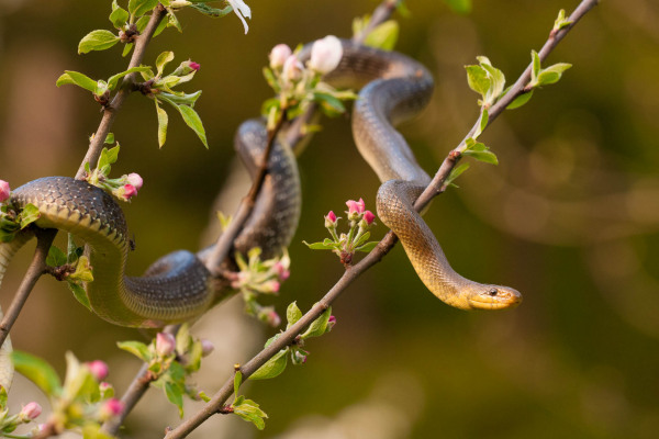 Äskulapnatter schlängelt sich durch blühenden Obstbaumzweig.