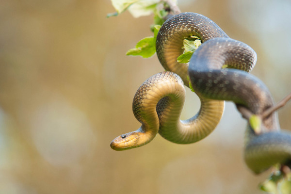 Äskulapnatter windet sich durch einen blühenden Obstbaum.