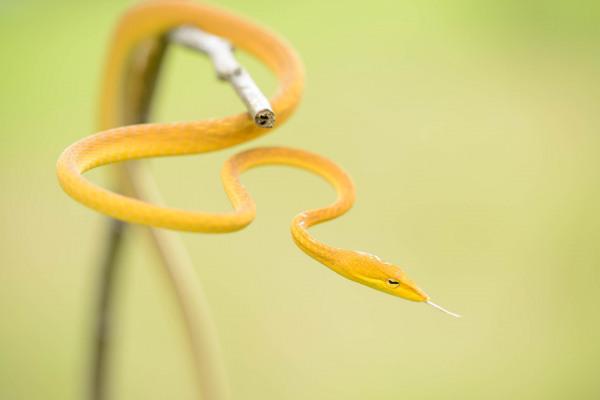 Eine dünne, gelbe Schlange windet sich um einen Ast vor unscharfem Hintergrund.