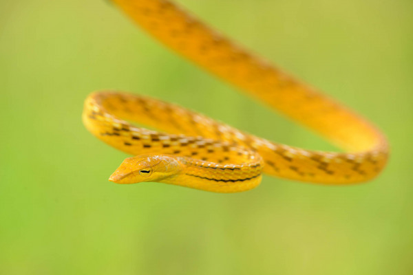 Baumschnüffler (Ahaetulla prasina) schlängelt sich durch tropische Vegetation.