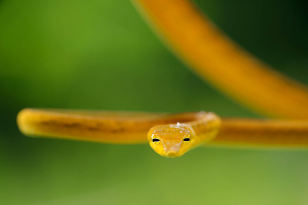 Eine gelbliche Baumschlange schlängelt sich auf einem Ast vor grünem Hintergrund.