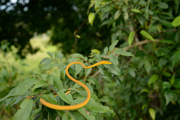Gelbgrüne Schlange windet sich elegant durch dichte Blätter.
