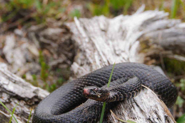 Eine schwarze Kreuzotter (Vipera berus) liegt auf einem Baumstamm in der Natur.