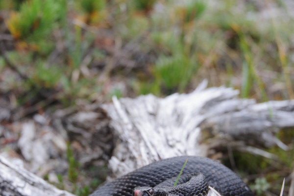Eine schwarze Kreuzotter (Vipera berus) auf einem Wald- oder Moorboden liegend.