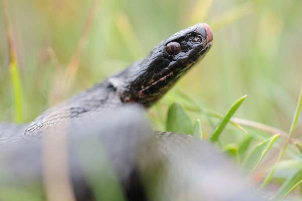 Nahaufnahme einer schwarzen Kreuzotter (Vipera berus) im Gras.