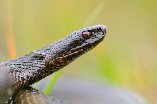 Schwarze Kreuzotter mit melanistischer Färbung in einem natürlichen Umfeld.