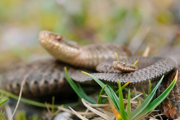 Kreuzotter mit Zickzack-Muster schlängelt sich durch Gras.
