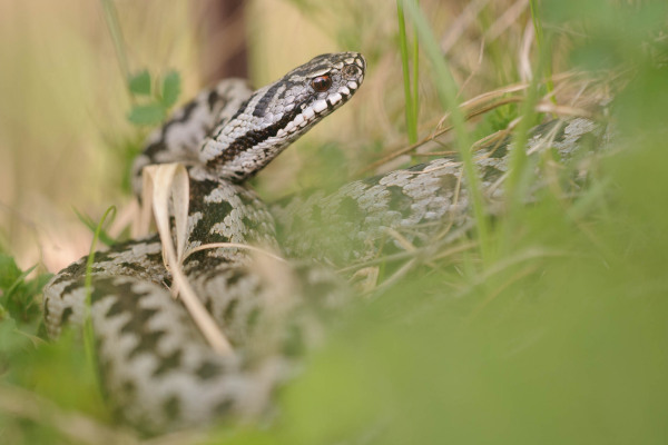 Eine Kreuzotter mit typischem Zickzack-Muster im Gras liegend.