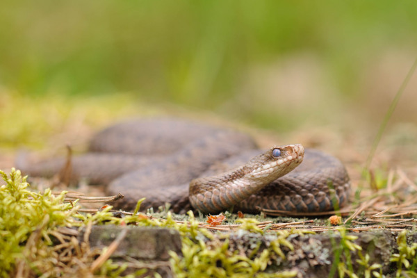 Kreuzotter auf Waldboden zwischen Moos und Gräsern.