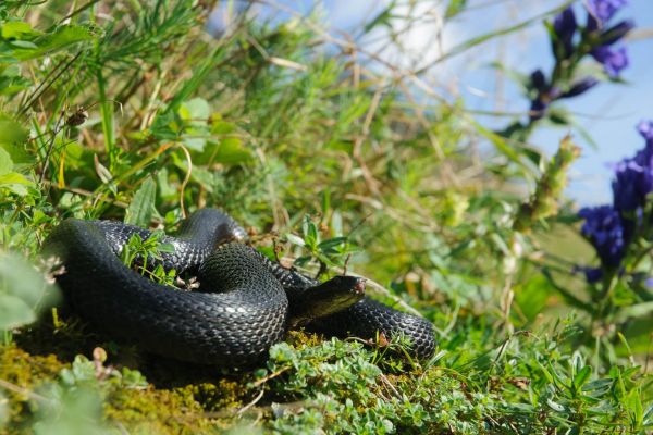 Eine schwarze Kreuzotter liegt auf einer grünen, sonnigen Wiese.