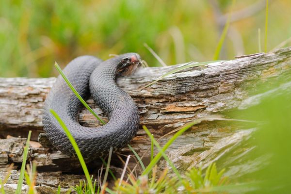 Kreuzotter schlängelt sich auf einem Baumstamm, umgeben von Vegetation.