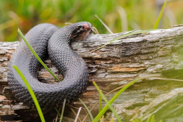 Kreuzotter auf einem Baumstamm in natürlicher Umgebung.
