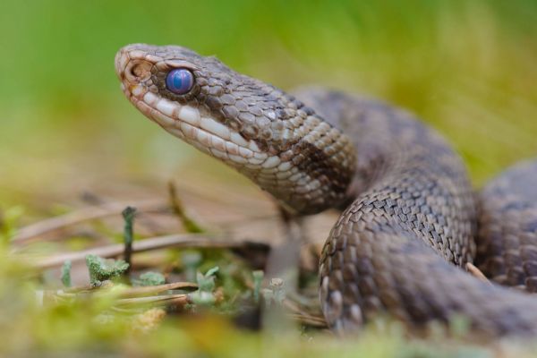 Kreuzotterweibchen
