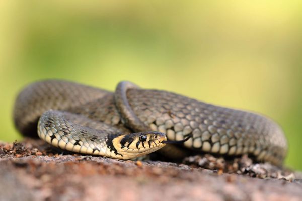 Ringelnatter (Natrix natrix)