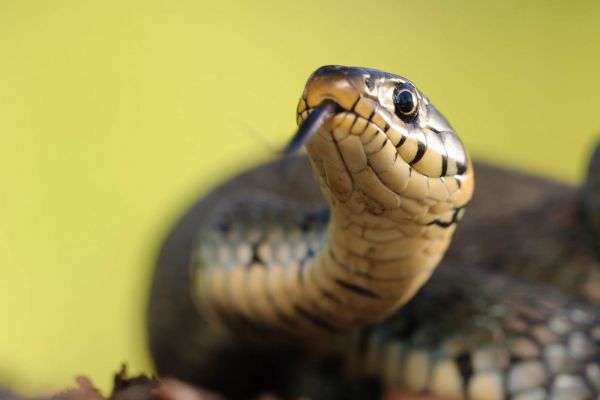 Ringelnatter (Natrix natrix)