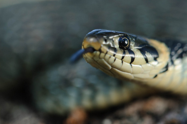 Die Ringelnatter Natrix natrix zeigt ihre gespaltene Zunge in Nahaufnahme.