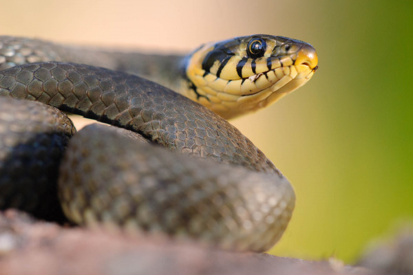 Eine Ringelnatter (Natrix natrix) ruht auf einem Felsen, in Nahaufnahme.