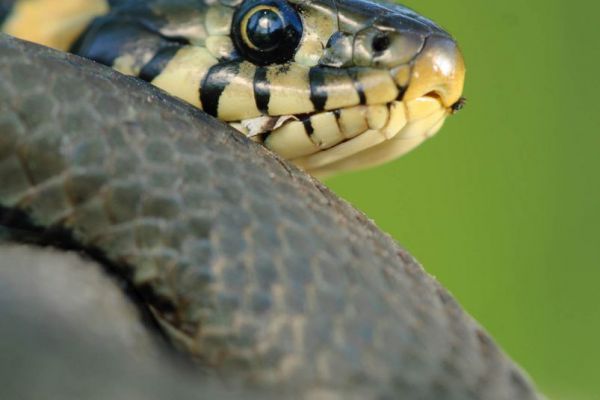 Ringelnatter (Natrix natrix)