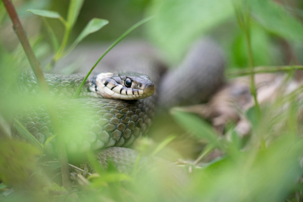 Ringelnatter ruht im dichten Gras, gut getarnt in ihrer Umgebung