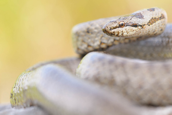 Schlingnatter mit geschuppter Haut auf einem warmen Untergrund liegend.