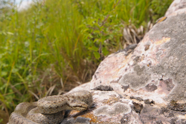 Eine Schlingnatter liegt auf einem Felsen in einer grünen Wiesenlandschaft.