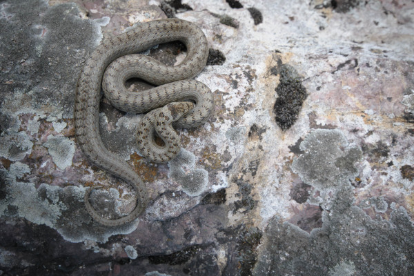 Eine Schlingnatter (Coronella austriaca) ruht auf einem Felsen.