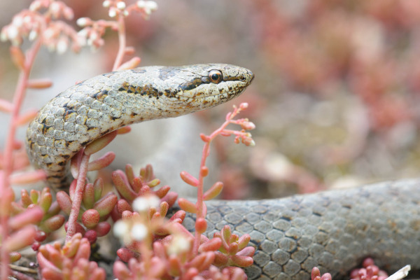 Schlingnatter (Coronella austriaca) inmitten von Pflanzen.