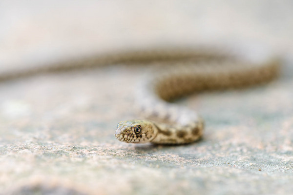 Nahaufnahme einer Würfelnatter auf einem steinigen Untergrund.