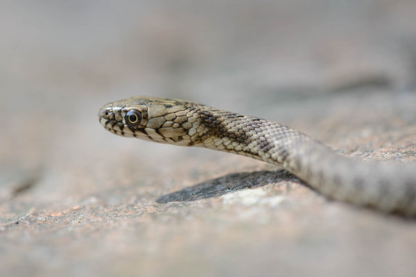 Würfelnatter schlängelt sich über einen Stein.