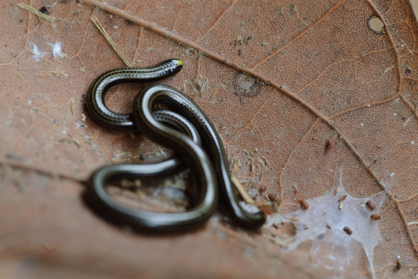 Kleine Wurmschlange liegt auf einem braunen Blatt, gut getarnt.