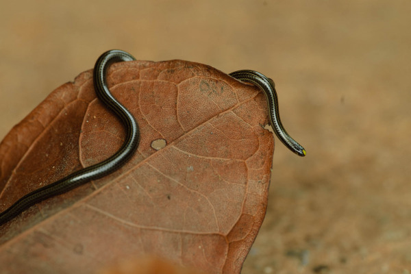 Kleine schwarze Wurmschlange kriecht über ein braunes Blatt.
