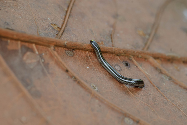 Kleine Wurmschlange bewegt sich auf einem trockenen Blatt.
