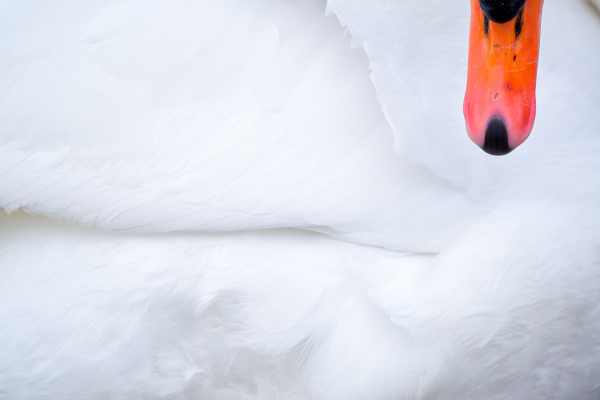 Swan's beak