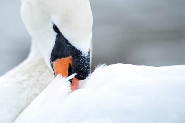 Ein Höckerschwan putzt sein weißes Gefieder.