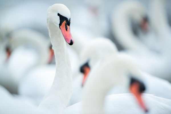 Mute swans