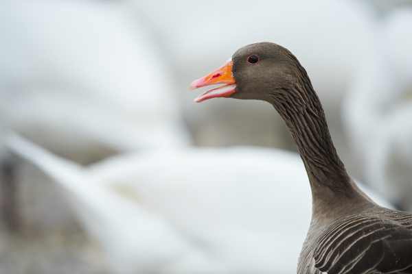 Greylag goose