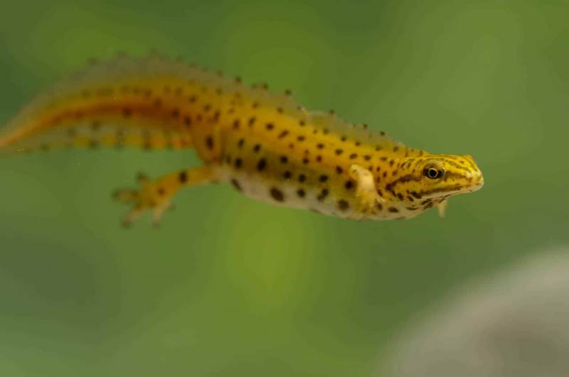Teichmolch
