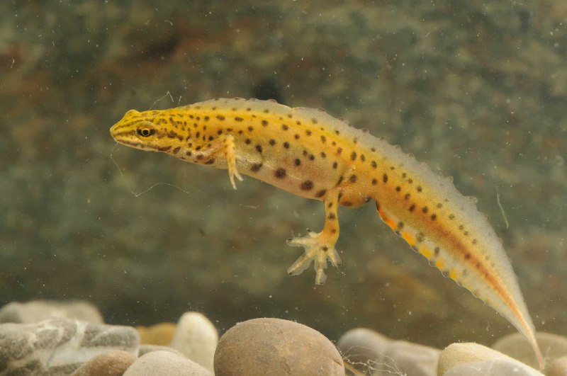 Teichmolch