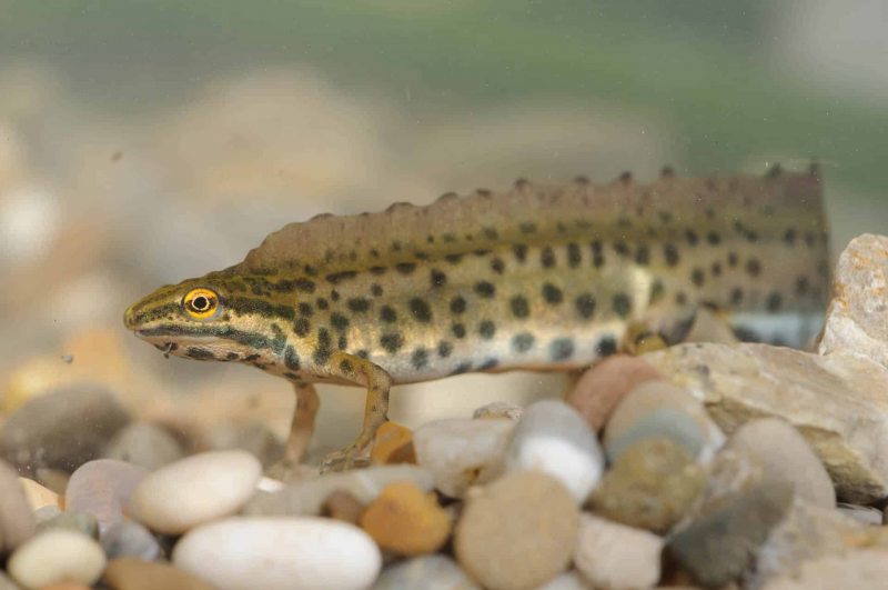 Teichmolch