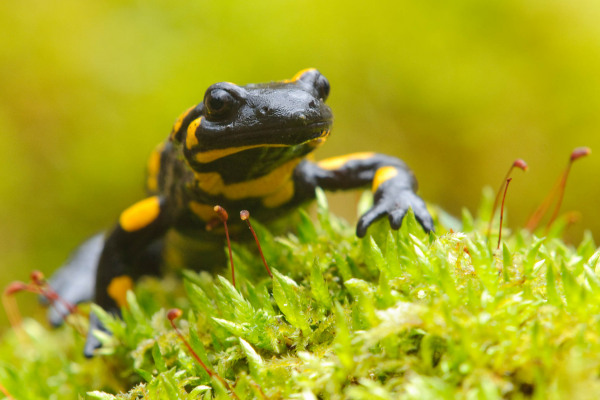 Ein Feuersalamander mit schwarz-gelber Färbung auf einem moosigen Untergrund.