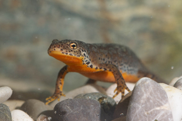 Ein Bergmolch mit orangefarbener Bauchseite auf Kieselsteinen in einem natürlichen Lebensraum.