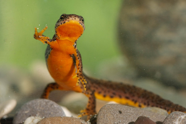 Bergmolch mit orangefarbenem Bauch auf Kieselsteinen unter Wasser.