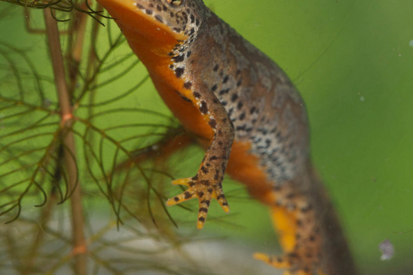 Ein Bergmolch mit oranger Unterseite schwimmt in einem mit Pflanzen durchsetzten Gewässer.