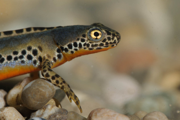 Nahaufnahme eines Bergmolchs mit auffälligem Punktmuster und orangefarbenem Bauch